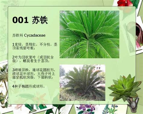 植物有哪些|常见100种植物名字